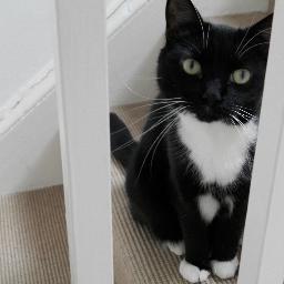 Distinguished feline, Lord Edgar Wallace, adopted by Hayley & Beth in Jan13. Lover of Whiskers & Stair Terrorism All views&mews my own edgarwallace@catlover.com