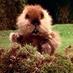Optimistic Gopher (@optimistgopher) Twitter profile photo