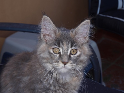 Maine Coon breeder and lover!