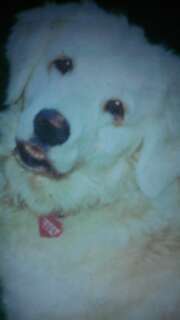 DalraGolden's profile picture. 