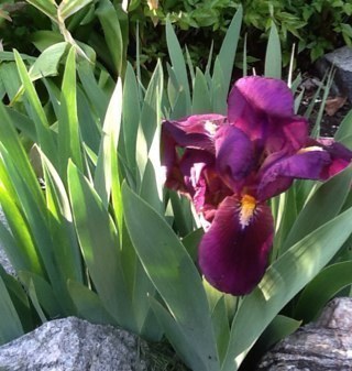 BooFoden's profile picture. 