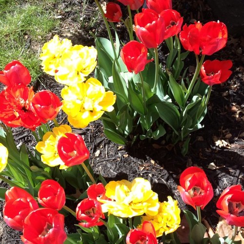 jedimummy1's profile picture. 