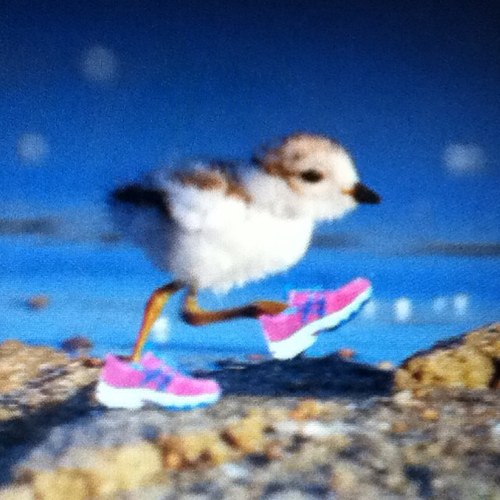 Cross country and track runner! Yup, I'm that crazy psycho chick who's always out running! Follow me!