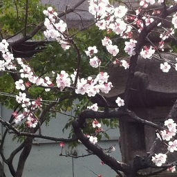 suzuitter's profile picture. 某メーカーのグループ会社に勤務。足を悪くしてから生活が一変したが、毎日楽しく過ごしております。