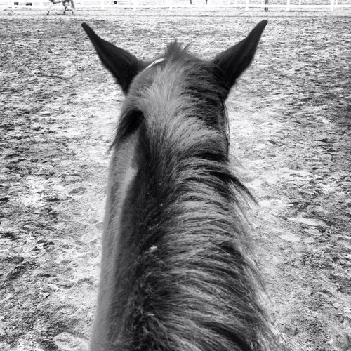 ~EQUESTRIAN~ What is a life and where can I buy one?
 Just trying to sit tall and stay on