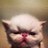 sirfluffywins's profile image