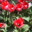 Brenda Sleeper - @betippie - Twitter