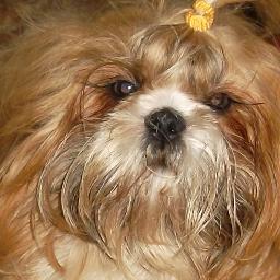 guatesuma's profile picture. 