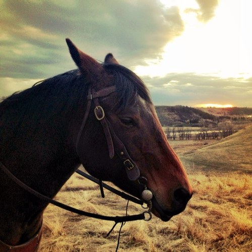 Quigley_Horse's profile picture. 