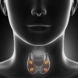 Learn about your Thyroid Gland. Tips & Tricks to help you keep your thyroid gland healthy & what to do if it breaks down. Don't struggle alone.