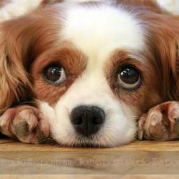 StraySpaniel's profile picture. Remember that puppy you gave to your girlfriend? She now resides on the streets, alone and scared. 
King Charles Spaniel Pup. 
[RP #Girl #Multiverse]