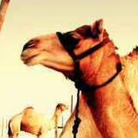 Zayed ♥ (@zayedh_alketbi) 's Twitter Profile