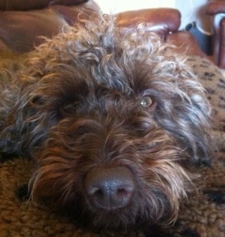 chrisfiddes27's profile picture. Gooner with an opinion and yes I do prefer dogs to humans.