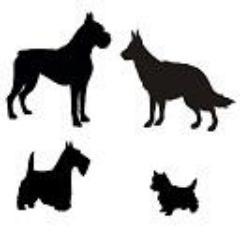 all about dogs ...