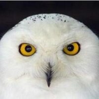 Abal (@abal004) 's Twitter Profile