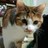 3k猫さんのプロフィール画像
