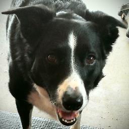 DabberRoo's profile picture. Christian Conservative, Dog Lover. My Best friend & hubby is @HustlerZ4.  #Reds #Bengals #GodBless