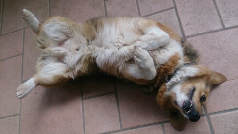 pfml9's profile picture. 大学生でーす 組合員  ねどっぱ！