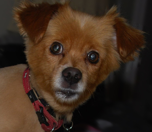 chenli00's profile picture. 