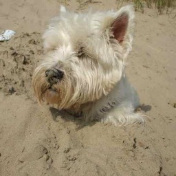 kerrienoone's profile picture. 