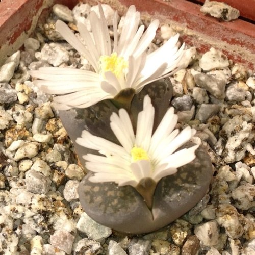 Presentes con sentido #microbosques #musgo #terrarium #bonsai #suiseki #cactus #suculentas #semillas #econegocios