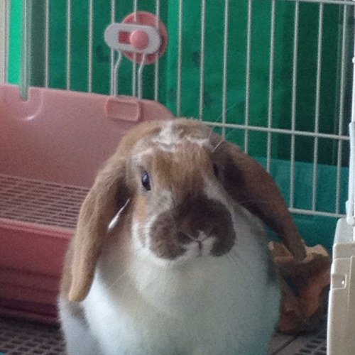 Rikabu55's profile picture. よさこいチームemlsionの代表をしています