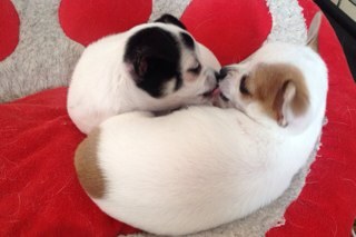 Moi,Christine Bravo,cherche créatures à poils pour copiner avec mes chihuahuas,Bamboo et Panda.