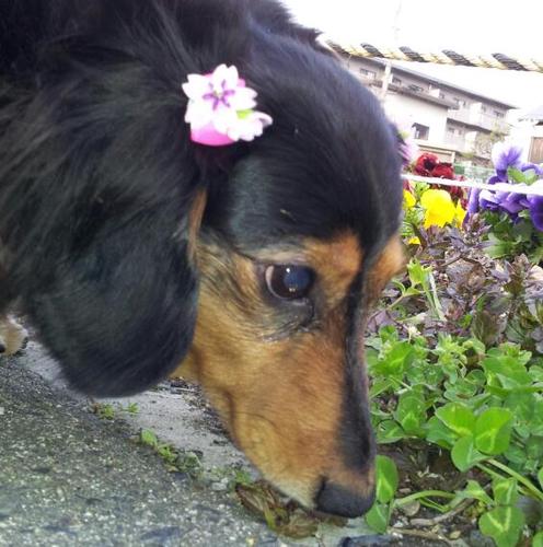 xchocosansanx's profile picture. 