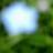 Amy_B_Zhang's profile image