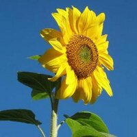 Dee Adcock (@deeadcockbvm) 's Twitter Profile