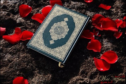 FShurieh's profile picture. 