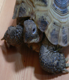 TortugaTweeter's profile picture. No matter how far I roam I am always at home.