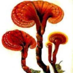 More commonly known as reishi, ganoderma is a hard, bitter mushroom used to promote health and longevity in traditional Chinese medicine.