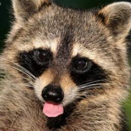 Wazzap everyone?!? ;) .... Did anyone noticed a talking raccoon?? Wutever, follow me for a follow back ;) :P