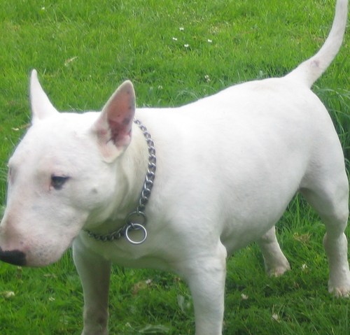 thaidoggy's profile picture. Its a deal, its a Steal, its sale of the f--kin century!