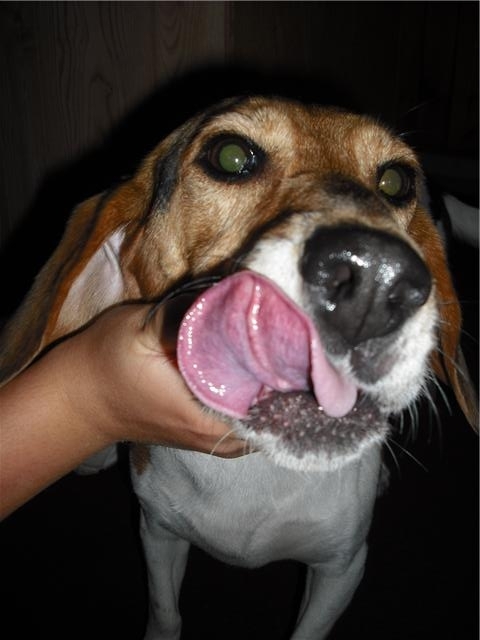 I am truely the devil...I eat anything, rip tear and shread things to pieces... what more could you ask for?