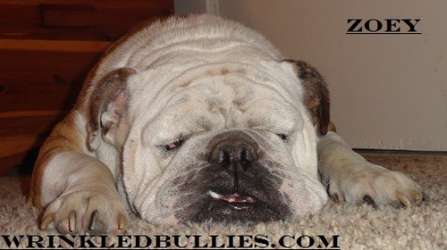 DIANAMEANS11's profile picture. MEANS WRINKLED BULLIES   http://t.co/e2EovC0HGp