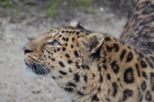 Louisefawcett's profile picture. Girl gamer, foodie, LFC fan. All ramblings my own