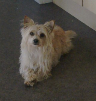 Gardener.  Biker. ..  was a devoted dog mum ... my eldest crossed the rainbow bridge several months ago 😢
