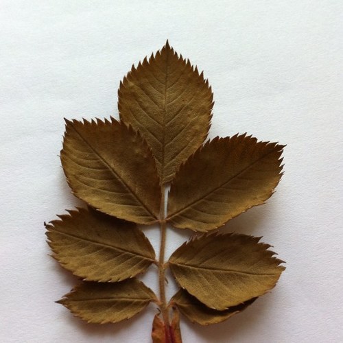 imparipennat's profile picture. 