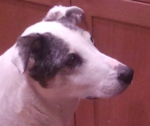 RogueMamma's profile picture. Blazer, Cards fan, Husband sweetest man, mom of 2 wonderful men. Battling MEcfs since 1986. Lived in Bay Area so not far from Incline Village. Psychic, Medium