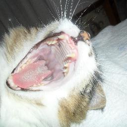 SoyFitito's profile picture. 