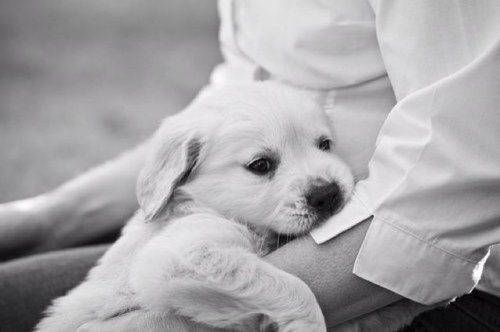 PetAdoptables1's profile picture. Helping pets find good homes all across america:) if you have any questions regarding adoptable pets feel free to message me & i would be happy to help you!