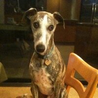 NormWhippet (@normwhippet) 's Twitter Profile