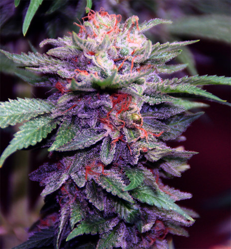 @dankraven420's account for organizing a marijuana march in OH in 4/20/2014 everyone welcome! #marchwithmaryjane #stonernation #IFollowBack #legalizeit