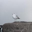 Justin James Espino - @Nicolas_is_Coll - Twitter