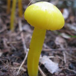 The Connecticut Westchester Mycological Association is a NAMA-affiliated amateur mycology club. Our walks and events are free and open to the public