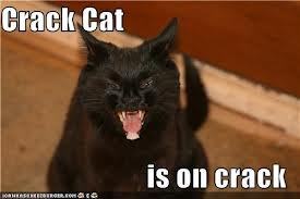 crackcat17's profile picture. im crackcat that is all