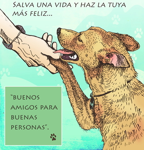 ProtegePeludito's profile picture. Grupo de proteccionistas independientes, velamos por el bienestar y salud de los peluditos de la calle! ADOPTA NO COMPRES! Caracas-Venezuela