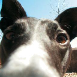 Lucky Greyhound w/ a Bully-mix lil Bro. Have had a loving home since 10 1/2 wks old. I overcame separation anxiety. Love all pets. #Greyhounds #PitBulls #Rescue